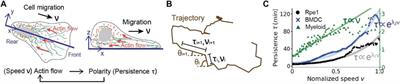 Random Walks of a Cell With Correlated Speed and Persistence Influenced by the Extracellular Topography
